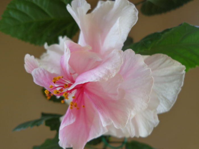 074 - HIBISCUS WHITE PRIDE OF HANKINS