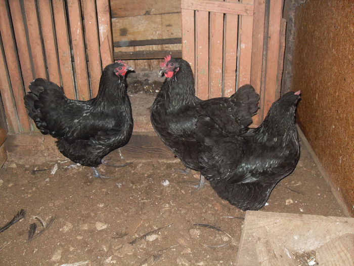 SDC10707 - Australorp