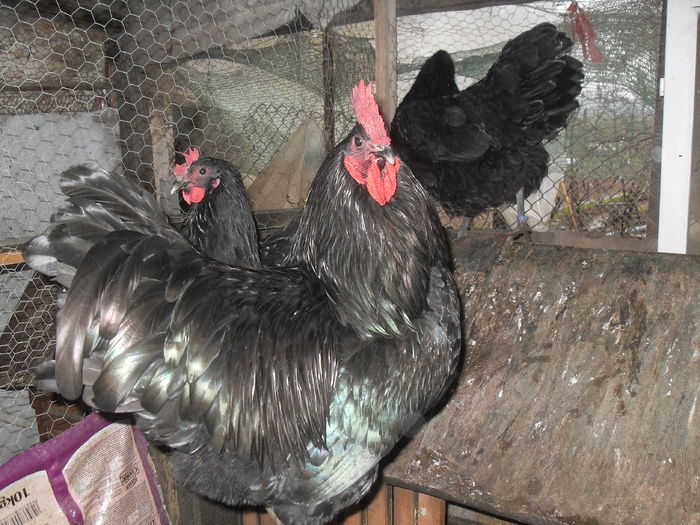 SDC10716 - Australorp