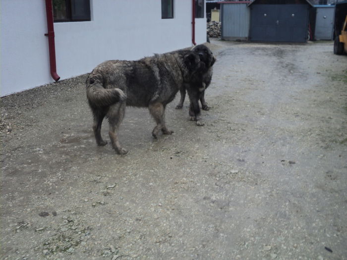 TASHA CU IGOR - TASHA si IGOR CIOBANESC CAUCAZIAN