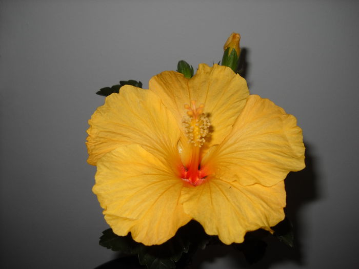 10.12.014 - HIBISCUS- 2014