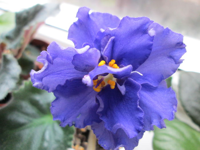 Ek-Sensatsya IMG_2554 - Violete