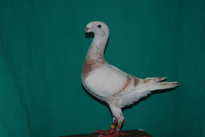 DSC_0104vindut; acelasi
