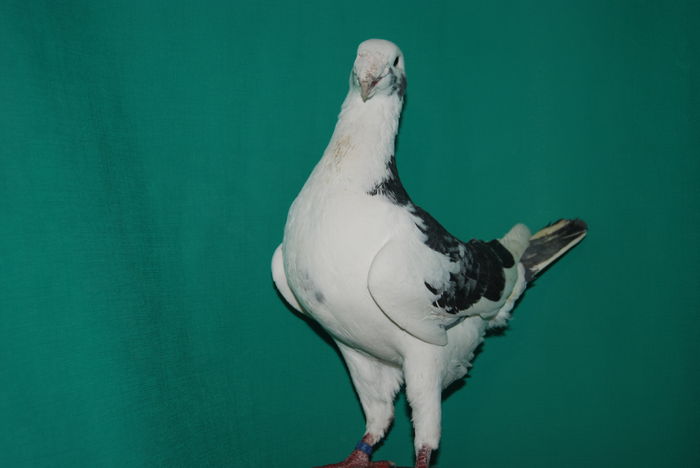 DSC_0105 germany 2012; 95 pct .expo.erfurt 2012.cr.dinkel heinz
