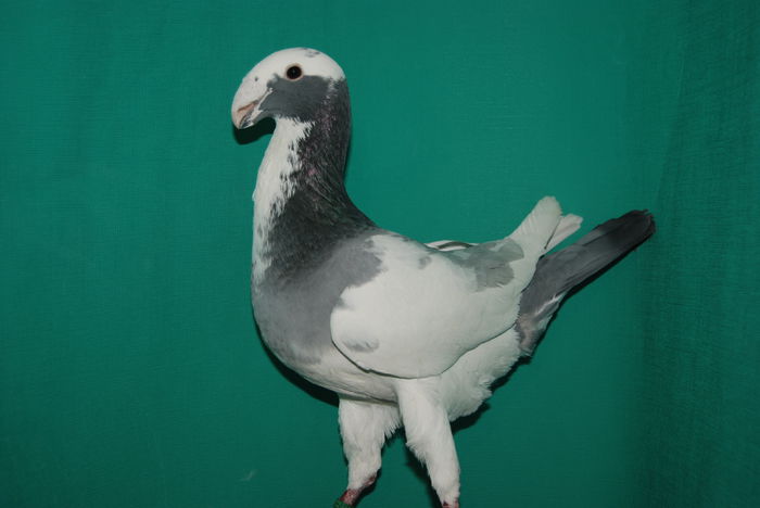 DSC_0111 germany 2013de vinzare; cr.dinkel heinz
