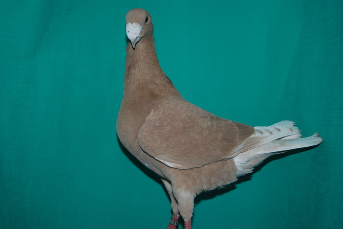 DSC_0115 masc.2014; camp.expo.nat.germany ulm.2014 cr.bock max
