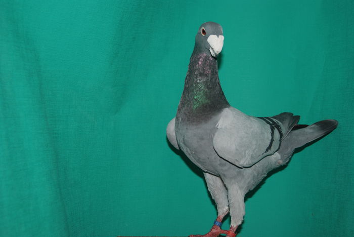 DSC_0122vindut; acelasi
