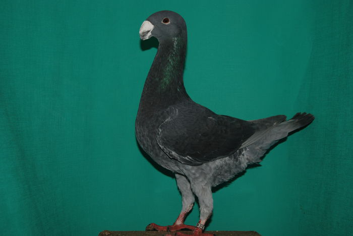 DSC_0130 romania 2014de vinzare; cr.f.ovidiu
