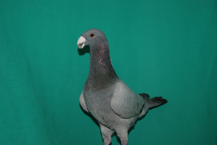 DSC_0136 romania 2014vindut