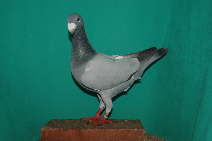 DSC_0139 acelasivindut