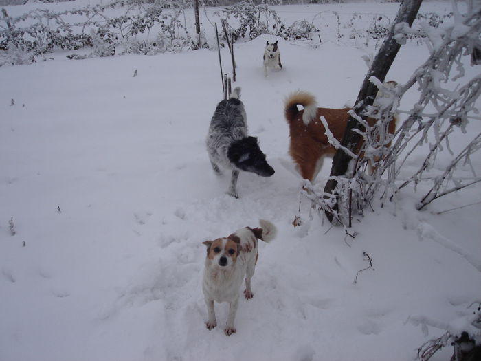 9 dec 2014 007; Betty, Cica, Gina şi Ambra
