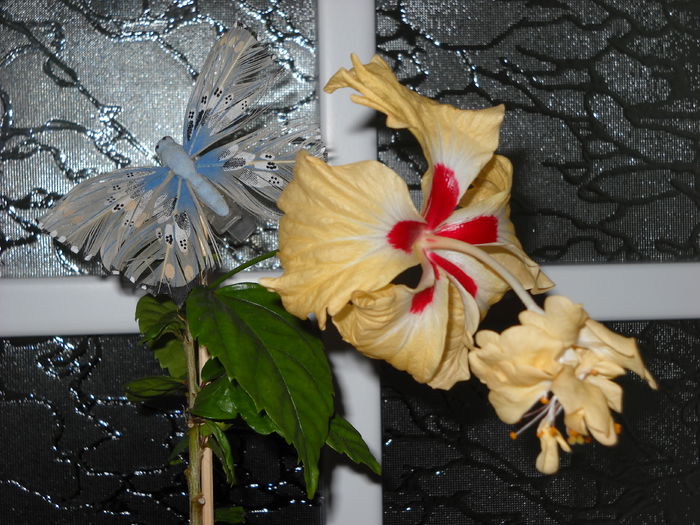 10.12.014 - HIBISCUS- 2014