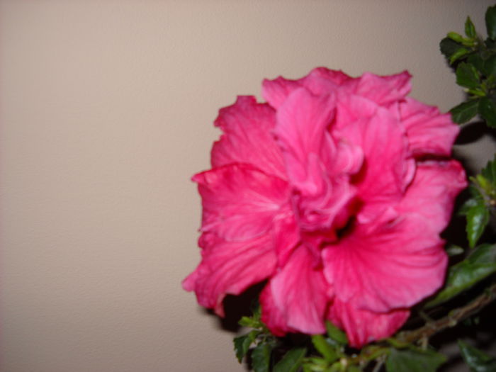 CAiro rosa 11.12.014 - HIBISCUS- 2014