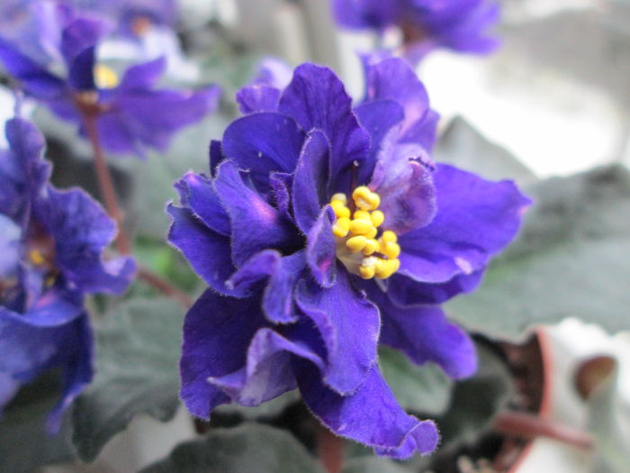 Satin Magic IMG_2526 - Violete