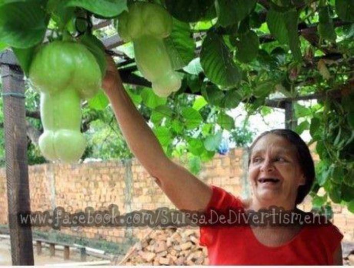  - Poze haioase pamflet