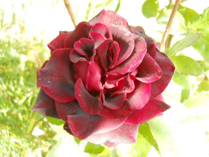 DSCN2093
