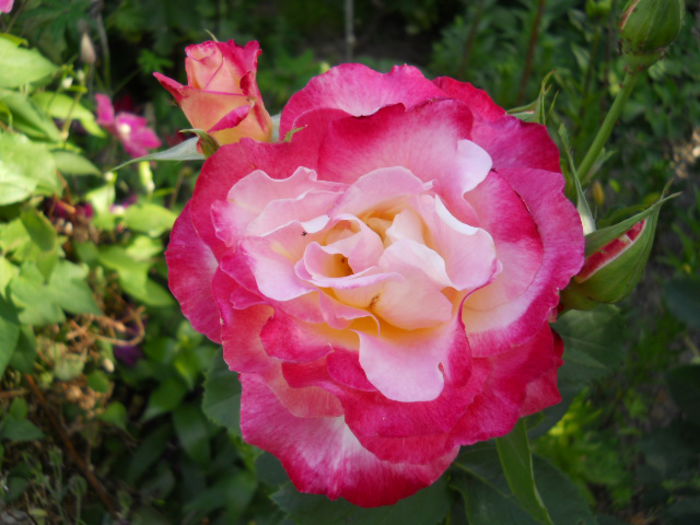 DSCN2087