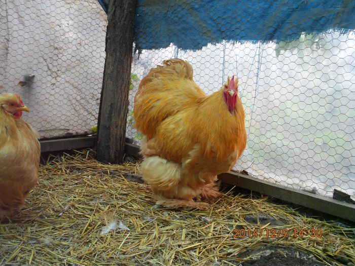 10842311_1574113362822463_5007121433348806150_o