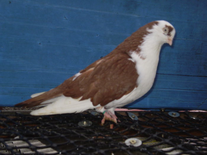 f LD DATA - JUCATORI DE GALATI VANDUTI