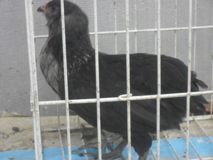 SDC15518 - ARAUCANA 2014 VANDUTE