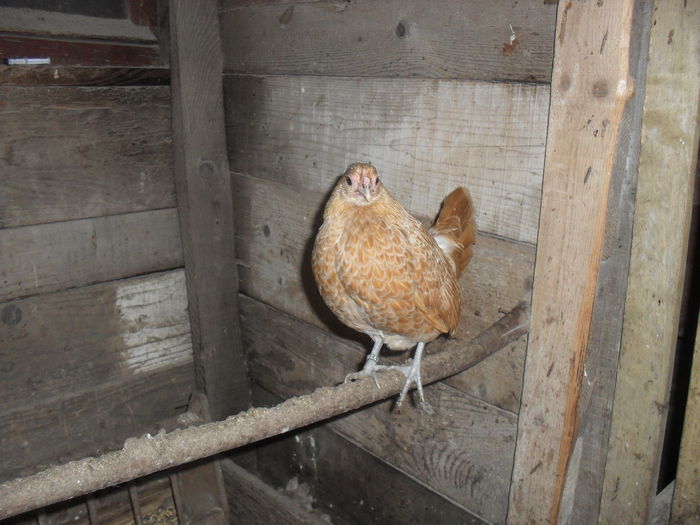 SDC15795 - SEBRIGHT CHAMOIS 2018 VANDUTE