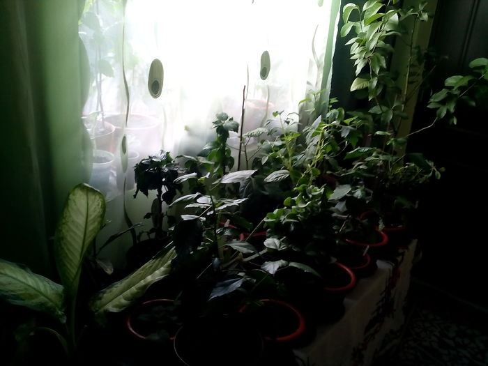 IMG_20141211_130148 - florile mele