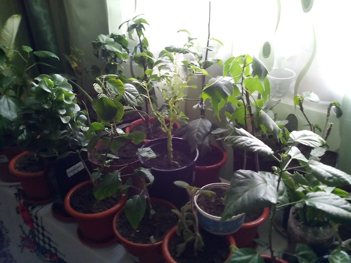 IMG_20141211_130226 - florile mele