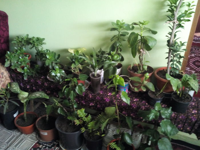 IMG_20141211_130204 - florile mele