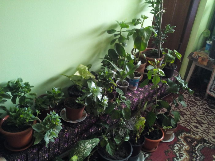 IMG_20141211_130214 - florile mele