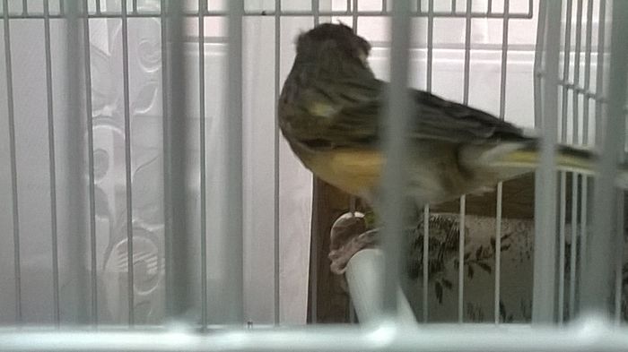 WP_20141211_030 - Canari