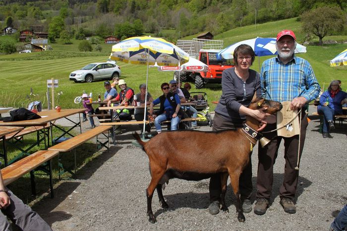 E premianta caprita Alpina