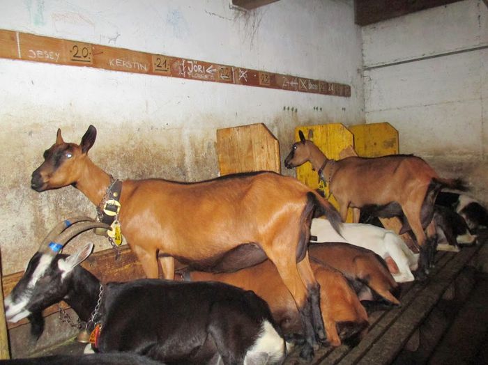 Stam la adapost - Rase de oi si capre-Poze deosebite-3