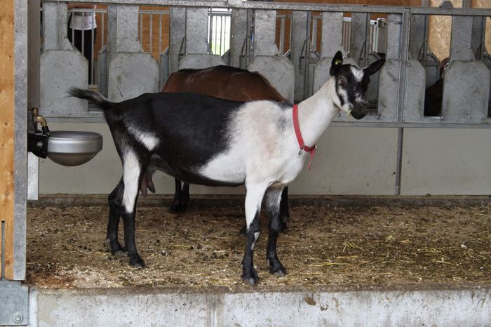 Tanara si nelinistita - Rase de oi si capre-Poze deosebite-3