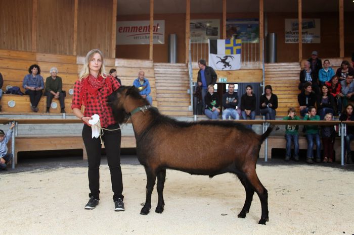 Tap Alpin fara coarne mare de tot - Rase de oi si capre-Poze deosebite-3