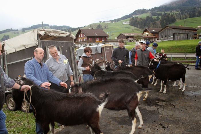 Tapi de Thuringen - Rase de oi si capre-Poze deosebite-3