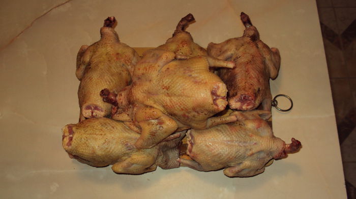 categoria voliera...