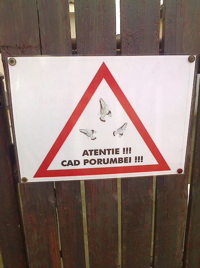 atentie cad porumbei - porumbei jucatori cazatori poze 2013