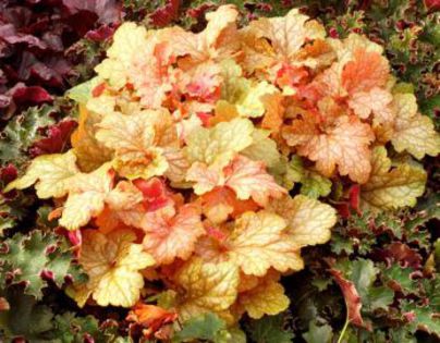 heuchera_Midas_Touch