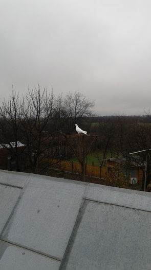 Decembrie 026 - Decembrie 2014