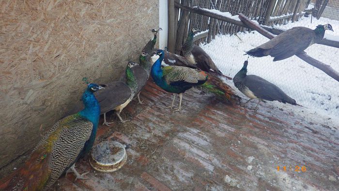 10411046_376097322554575_4145106647451733383_n