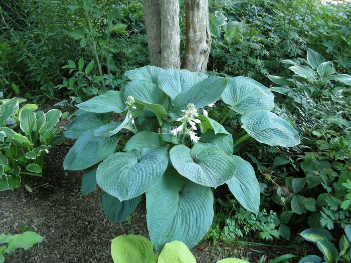 Blue Umbrellas - Hostas