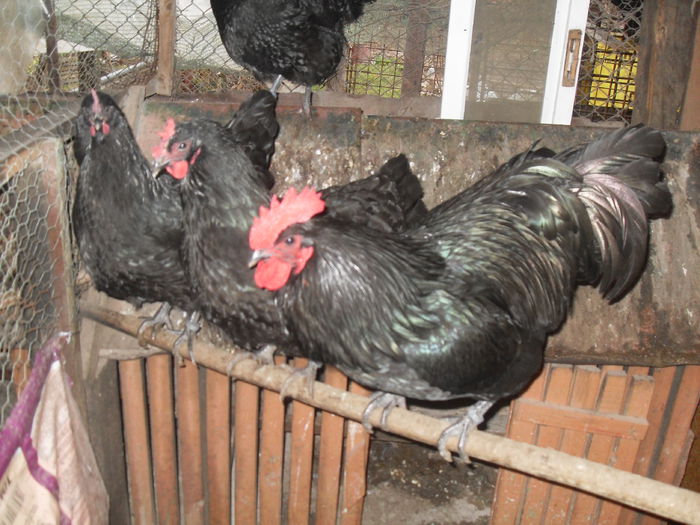 SDC10717 - Australorp