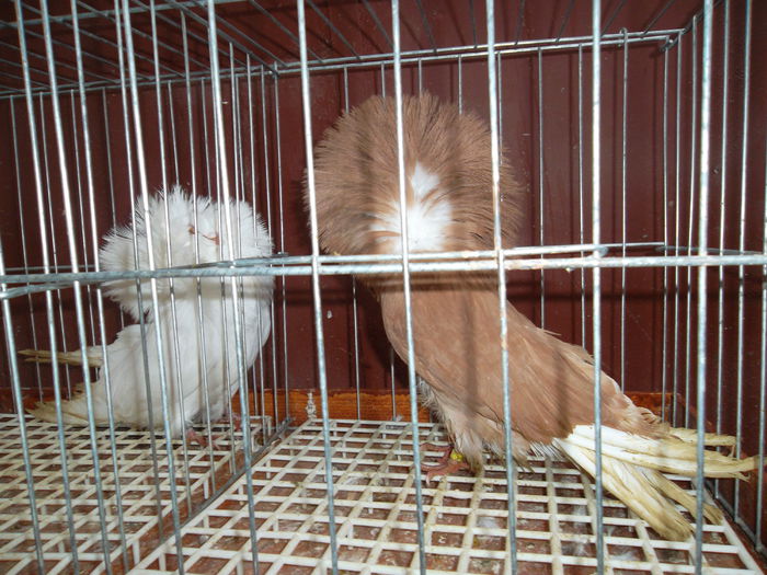 M 2011