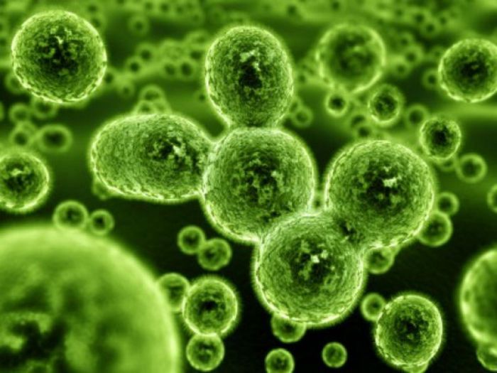 Bacterii rezistente la antibiotice - Diaspora RO-vot 2014 _ stiri diverse