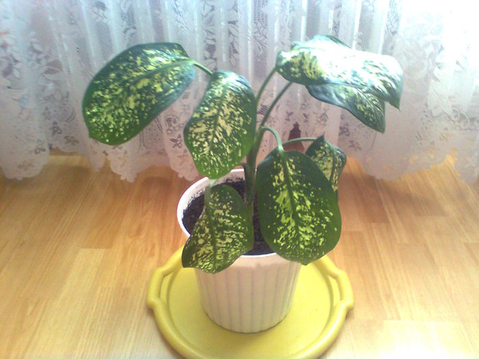 DIEFFENBACHIA. - PLANTE ORNAMENTALE