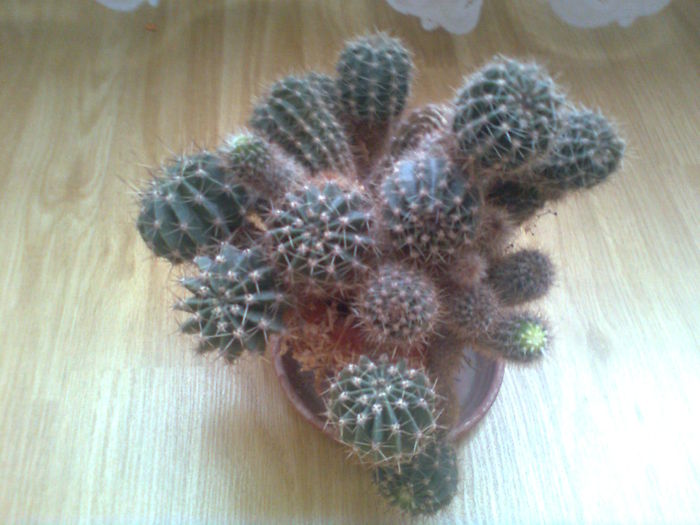 CACTUS. - PLANTE ORNAMENTALE