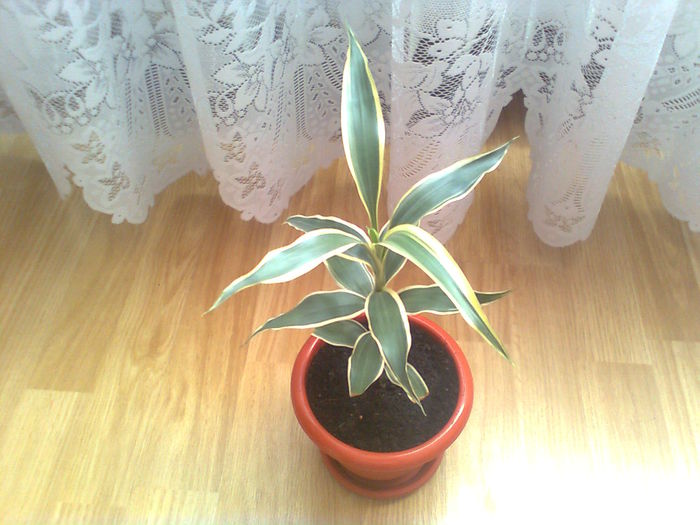 Dracaena reflexa - PLANTE ORNAMENTALE