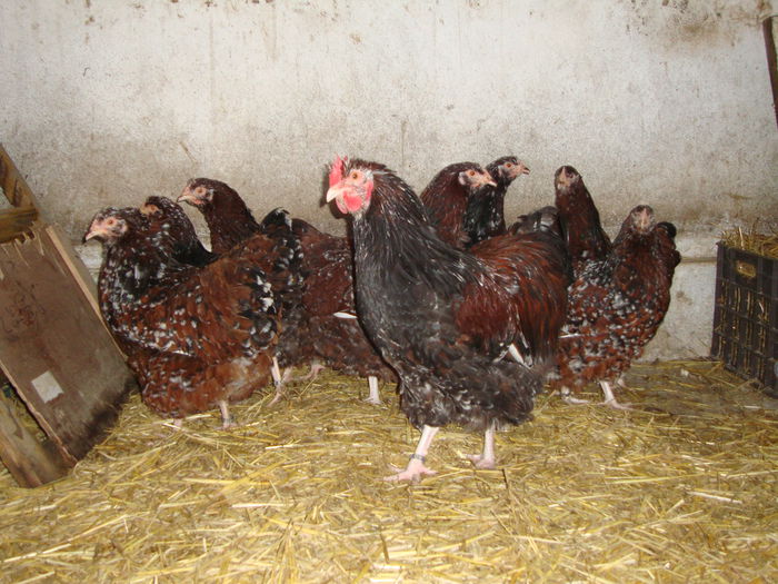 DSC04140 - MATCApasariDECEMBRIE2014