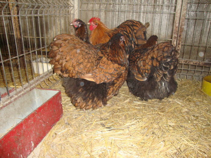 DSC04151 - MATCApasariDECEMBRIE2014