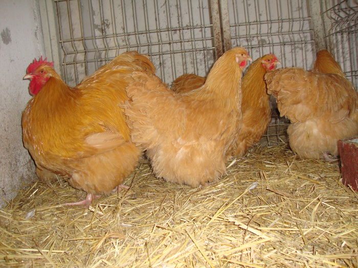 DSC04172 - MATCApasariDECEMBRIE2014